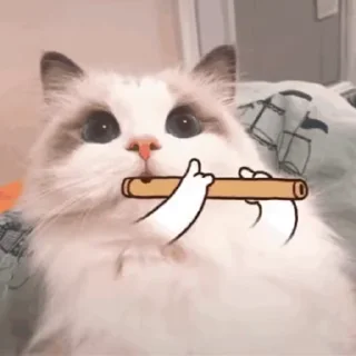 🐱