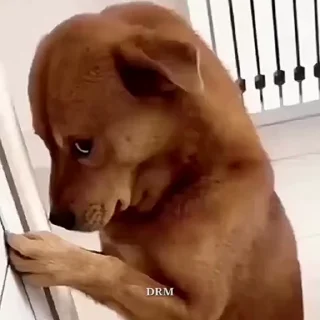 🐾