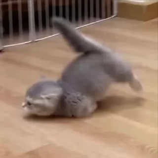 🌟