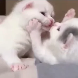 🐱