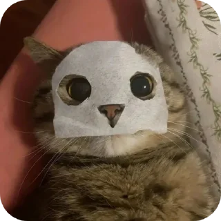 🐦