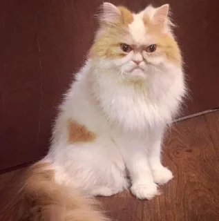 😠