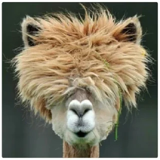 Funny Alpaca(@alp_stickers)
