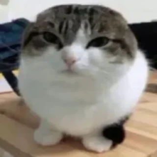 🐱