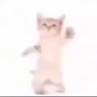 🐱