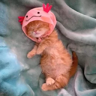 🐾
