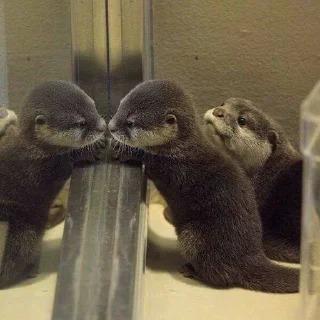🥺