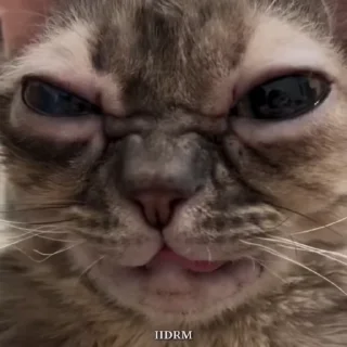 🐾