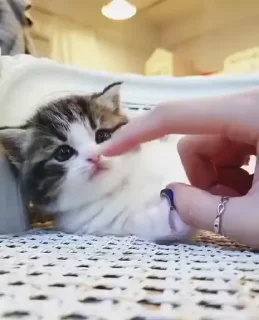 😻