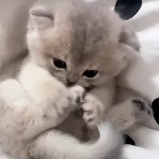 🐱