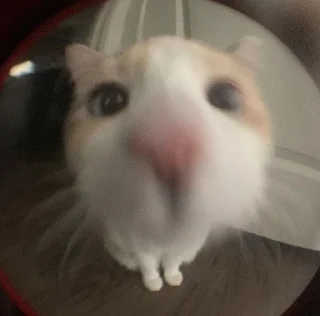 🤨