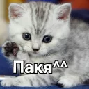 ✋