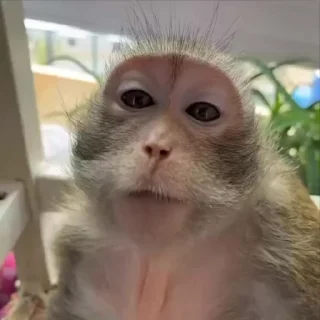 🌟