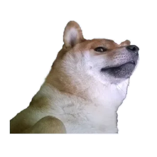 Doge @stickerock