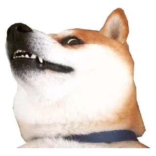 🐶