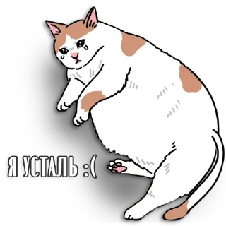 😿