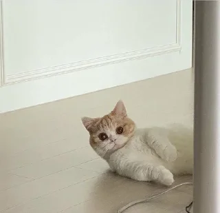 🐶