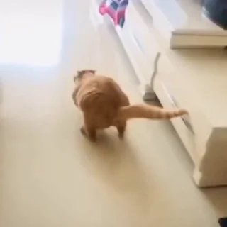🐈‍⬛️
