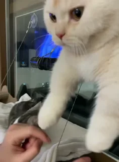 🐱
