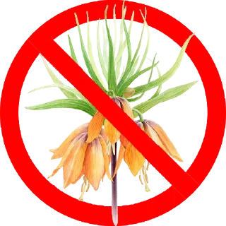 🚫