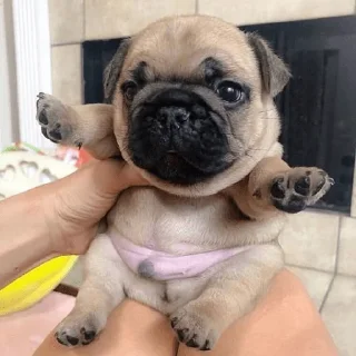 🐶