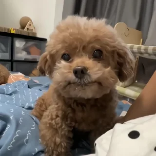 🐶