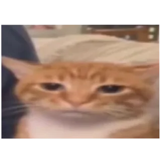 🐱