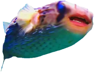 🐠