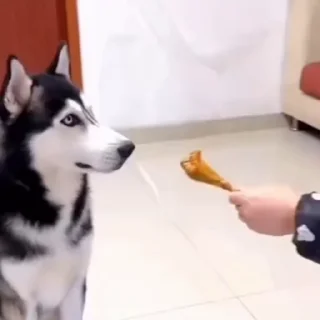 🐩