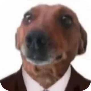 🐶