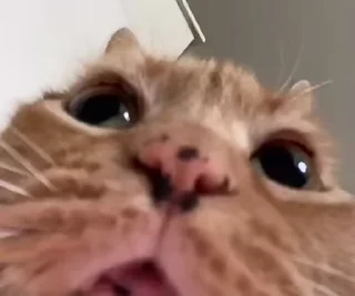 🐈‍⬛