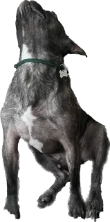 🐺