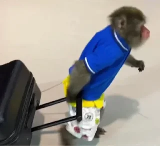 ✈