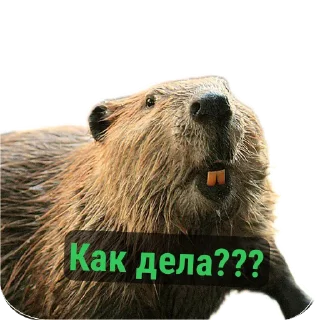 🦫