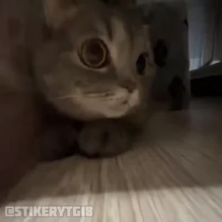 👹