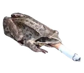 🐸