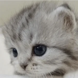 🥺