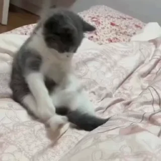 🐈