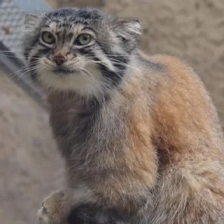 👀