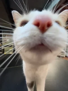 👃