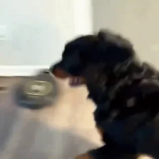 🐩