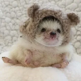 🦔