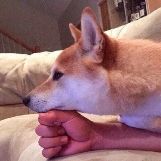 🐶