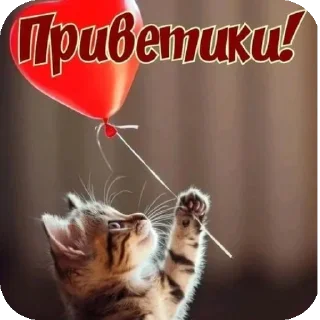 🐱