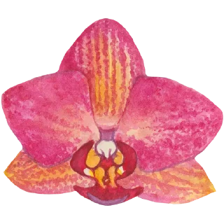 🌸