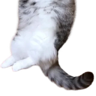 😺