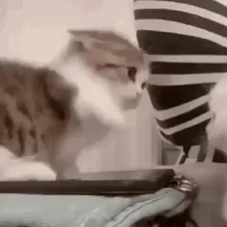 🐱