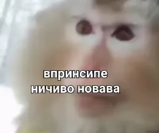 🙈