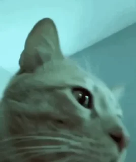 😺
