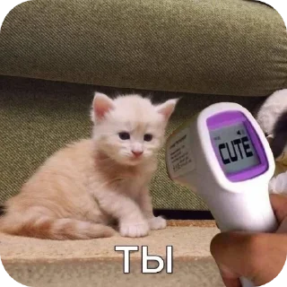 🐱